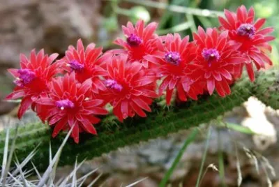 CACTUS