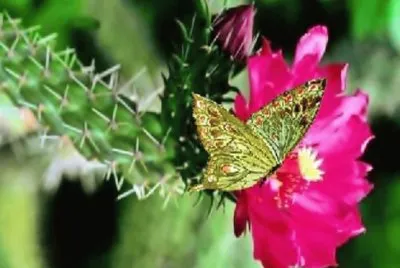 OPUNTIA