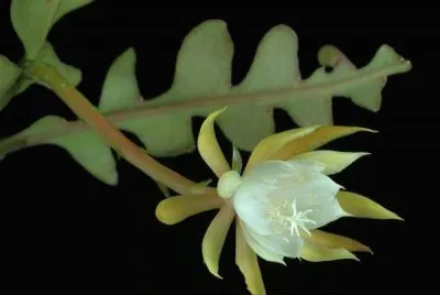 EPIPYLLUM