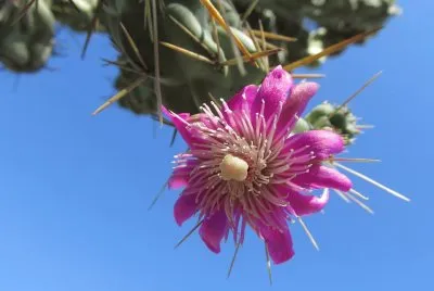 FLOR DE CHOLA