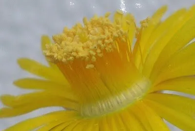FLOR DE FAUCARIA