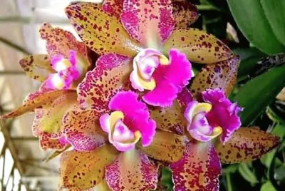 flores