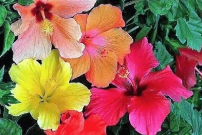 flores