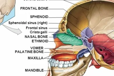 Anatomy figures