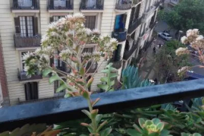 planta_de_mi_balcon