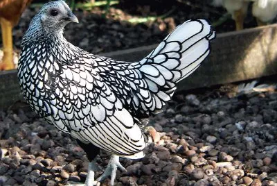 Gallina argento orlo nero