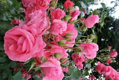 flores