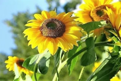 flores