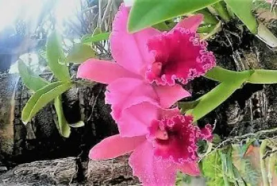 flores