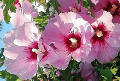 flores