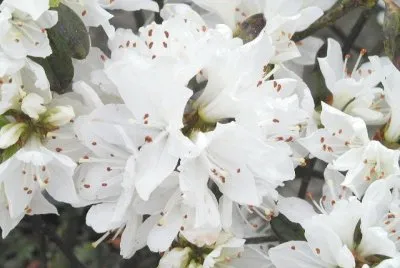 AzalÃ¨e