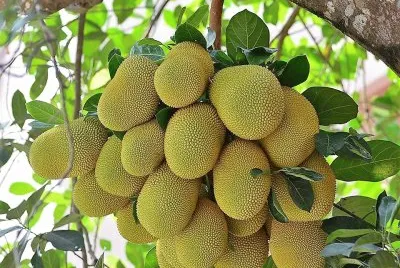 frutas