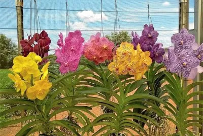 flores