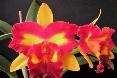flores