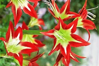 flores