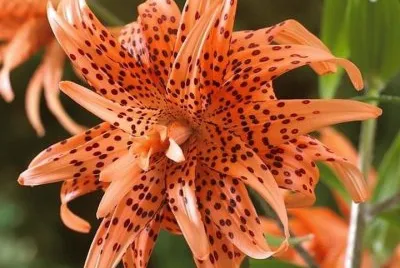 flores