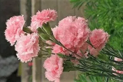 flores