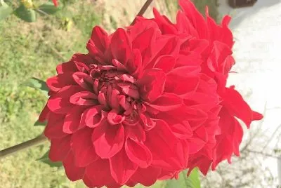 flores