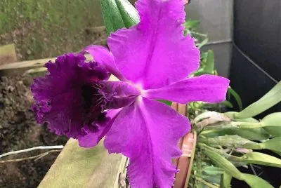 flores