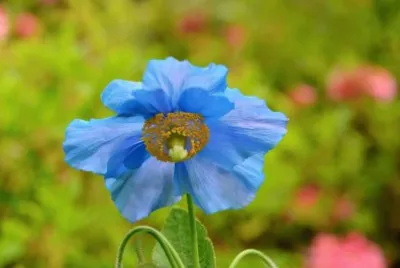 flores