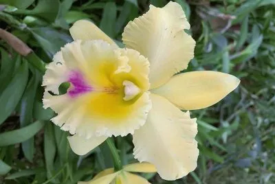 flores