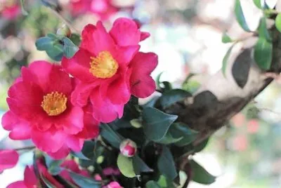 flores