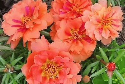 flores