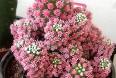 flores