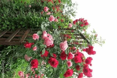 flores