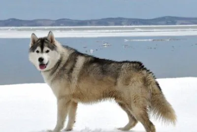 Sakalin husky