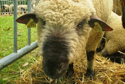 Dorset dowen