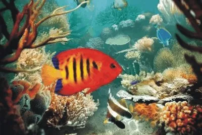 Fish