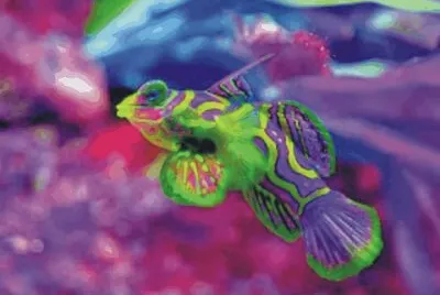Fish