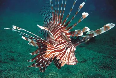 Fish