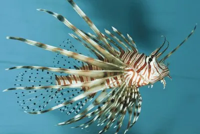 Fish