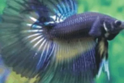 Fish