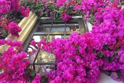 flores
