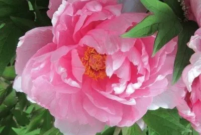 flores