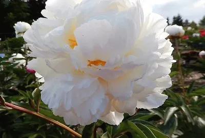 flores
