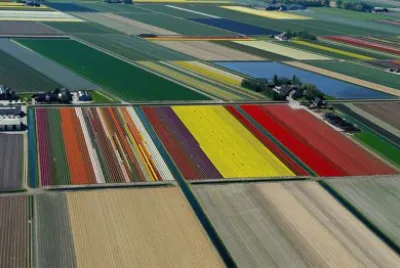 tulips in holland.