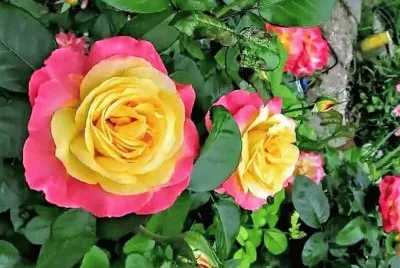 flores