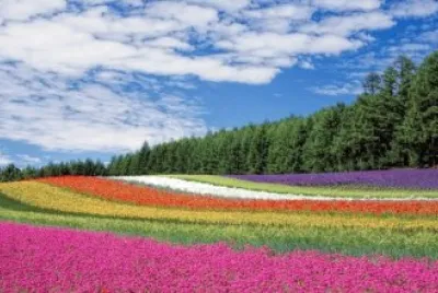 Imagem jigsaw puzzle