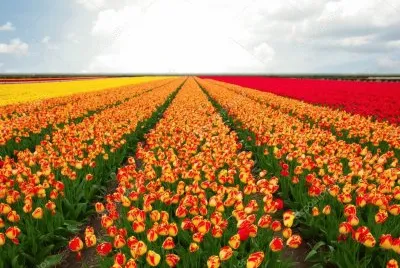 Imagem jigsaw puzzle