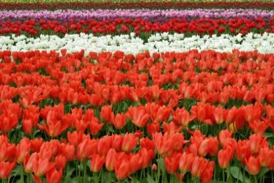 Imagem jigsaw puzzle