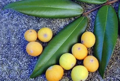 פאזל של frutas