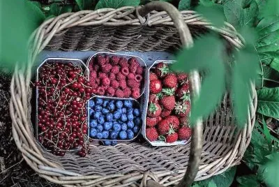 פאזל של frutas