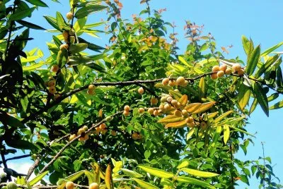 פאזל של frutas