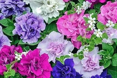 פאזל של flores