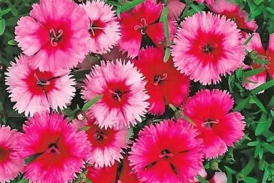 פאזל של flores