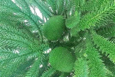 פאזל של natural